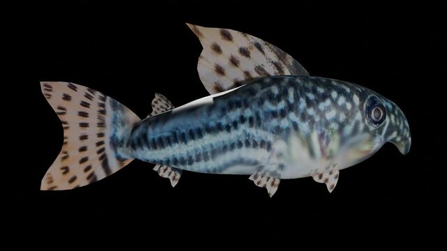 Corydoras aquarium fish on the transparent background