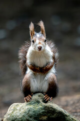 Standing Squirrel