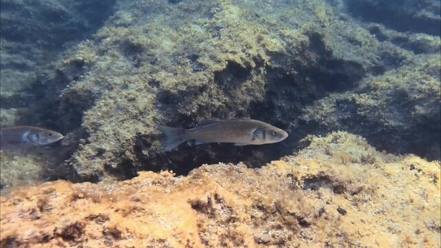 The scientific name of these fish is Dicentrarchus labrax