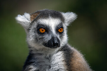 Ringtail Lemur