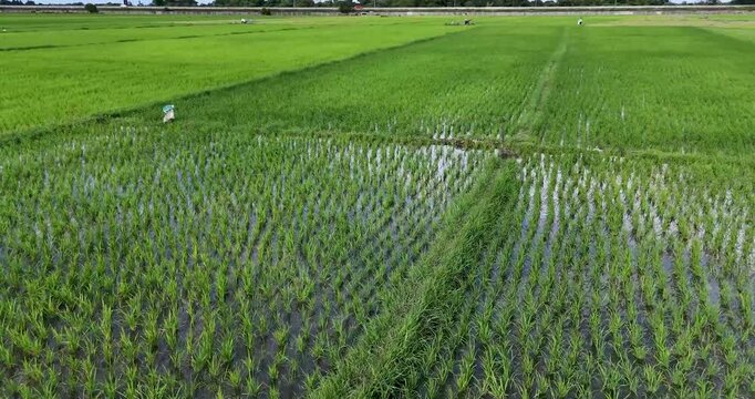 A fascinating and awe-inspiring sight to behold, with vast rice fields stretching as far as the eye can see.
