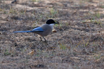 iberian magpie