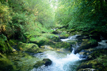 Obraz premium Arroyo en bosque de Asturias