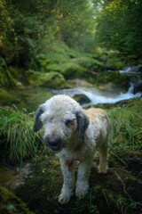 Perro pastor en río de Asturias