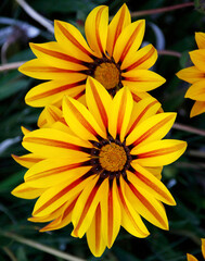 Striped flowers in Pennsylvania garden