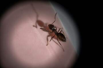 A single ant caught in the spotlight