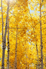 The golden leaves of aspen trees set aglow in Greer Arizona