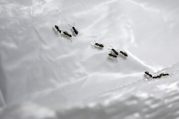 Ants march back and forth on the surface of a trash bag