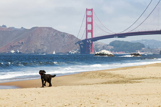 A dog runs along the sandy beach near the Golden Gate Bridge