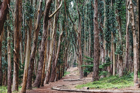 A tranquil path winding through a dense eucalyptus forest
