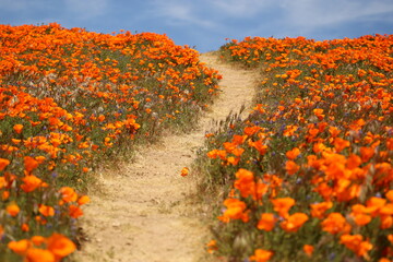 A dirt path winding through a vibrant field of orange poppies