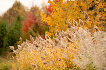 Warm autumn forest scene with red, orange, yellow leaves