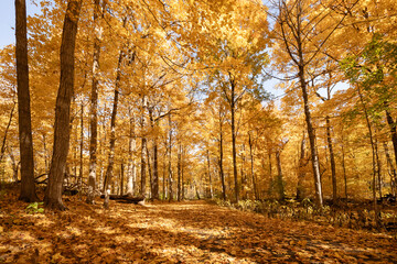 Golden autumn light in midwest wooded wilderness, Illinois