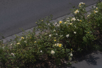 Naklejka premium Blooming yellow roses in the summer sun right next to the road