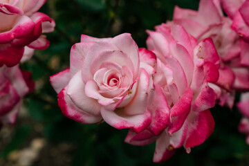 Pink and white garden rose