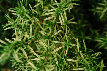 Rosemary plant, green and yellow foliage