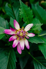 dahlia flower in partial bloom