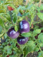 Tomato, eggplant on the vine