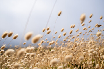 Golden grass topped with seed clusters blowing in wind