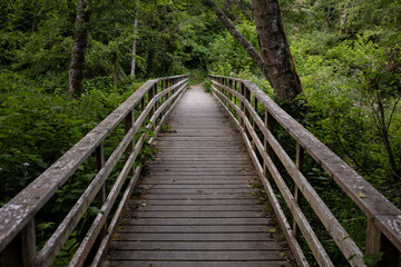 Wooden Walkway leading into dense, lush, green forest