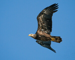 An Immature Bald Eagle In Flight