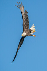 American Bald Eagle in a Bank