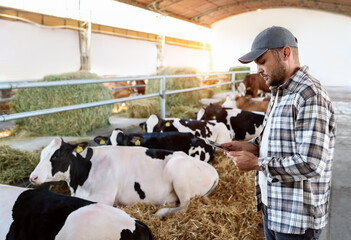 Livestock inspector using a digital tablet to check cows on the farm