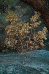 a burnt branch of a bush in the forest