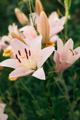 Fototapeta premium photo of tender pink lilies blooming in the summer garden