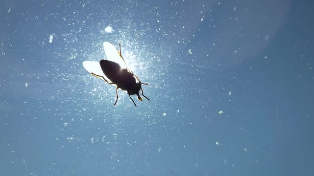 Fly eating and feeding on the windscreen of a car - Close up