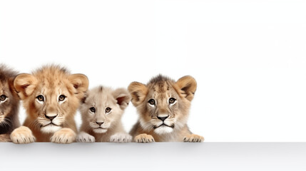 Obraz premium Four Lion Cubs Peeking Over White Background