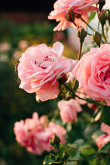 Obraz premium pink roses in the garden