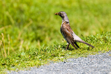 Obraz premium Wacholderdrossel ( Turdus pilaris ) bei der Futtersuche im Sommer