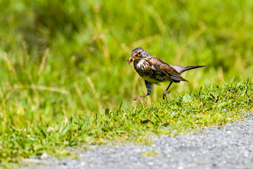 Wacholderdrossel ( Turdus pilaris )  bei der Futtersuche im Sommer
