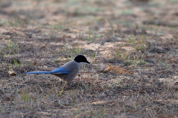 Obraz premium iberian magpie