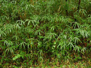 夏の雨の日の公園の森の風景