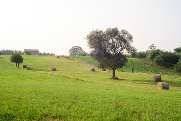 Balas de heno junto a arbol en ladera verde en Asturias
