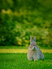 A gray rabbit sits upright on a green meadow, surrounded by lush greenery, with a curious expression under soft natural light.