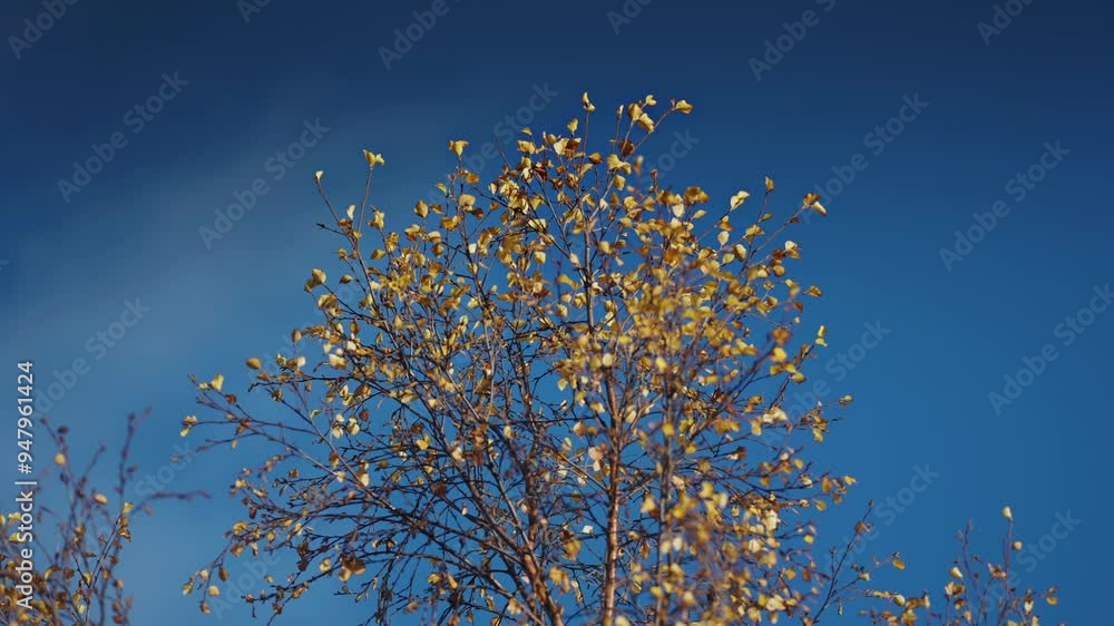 Poster a close-up of birch trees in autumn, emphasizing the bright leaves and the crisp, clear sky in the b