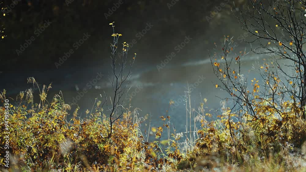 Poster a shallow river flows slowly through the autumn forest. sunlight dances on the river's surface. thin