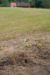 Gato solo en medio de prado junto a casa de campo