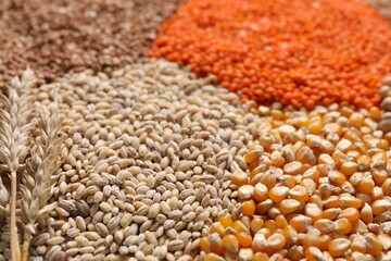 Different types of legumes and cereals as background, closeup
