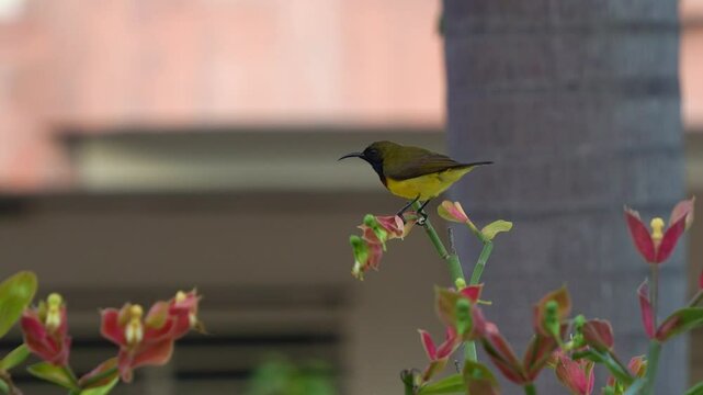 Male garden sunbird (cinnyris jugularis) with iridescent plumage, perched on plant stem, wondering around the surroundings, close up shot of beautiful bird species in the backyard.