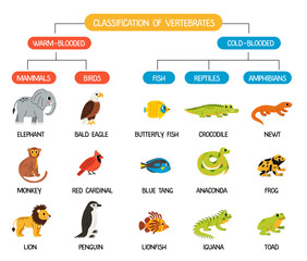 Classification of vertebrates animals. Scheme for kids with cute  animals. Cold blooded and warm blooded.
