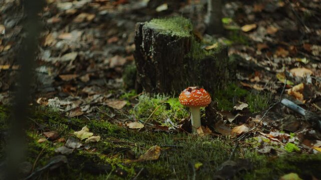 Fly Agaric mushroom with bright red cap with white spots next to moss-covered stump on the forest floor. Close-up view