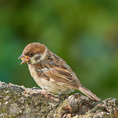 Bird, tree sparrow and eating on branch for food, foraging or search for seeds. Small female animal, feeding and rest on log from flight, habitat creation and health or nutrition in Denmark ecosystem