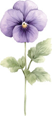 watercolour clipart of a Violet