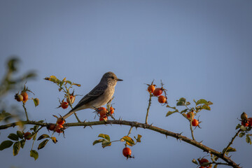 An adult Spotted flycatcher sits on the branch of a rose hip and perpendicular to the camera lens on a sunny summer evening with a blue sky background.