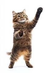Playful cat standing upright pawing