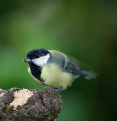 Conservation, habitat and nature with bird on tree stump in natural environment for sustainability. Ecosystem, feathers and wildlife with Great Tit outdoor on dark background for ecology or flight